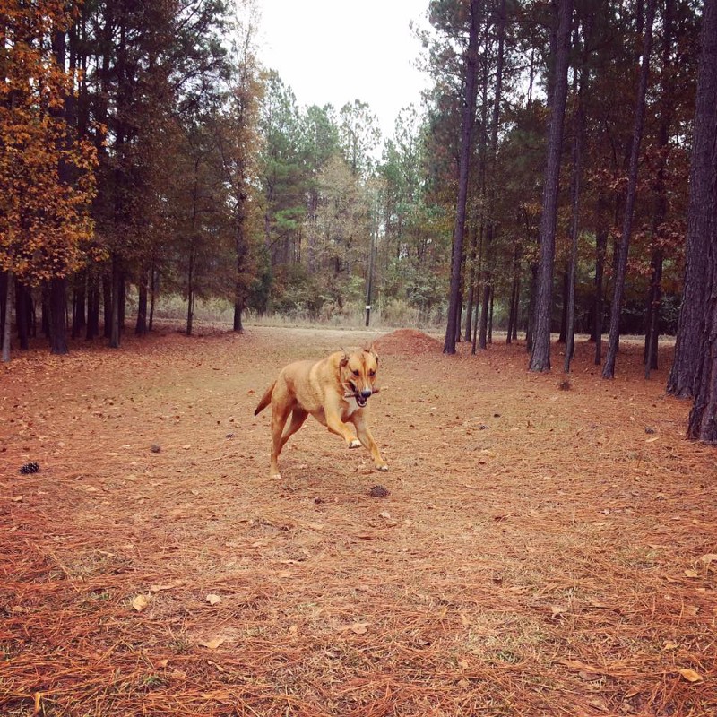 Zoomies Pet-Sitting Dog